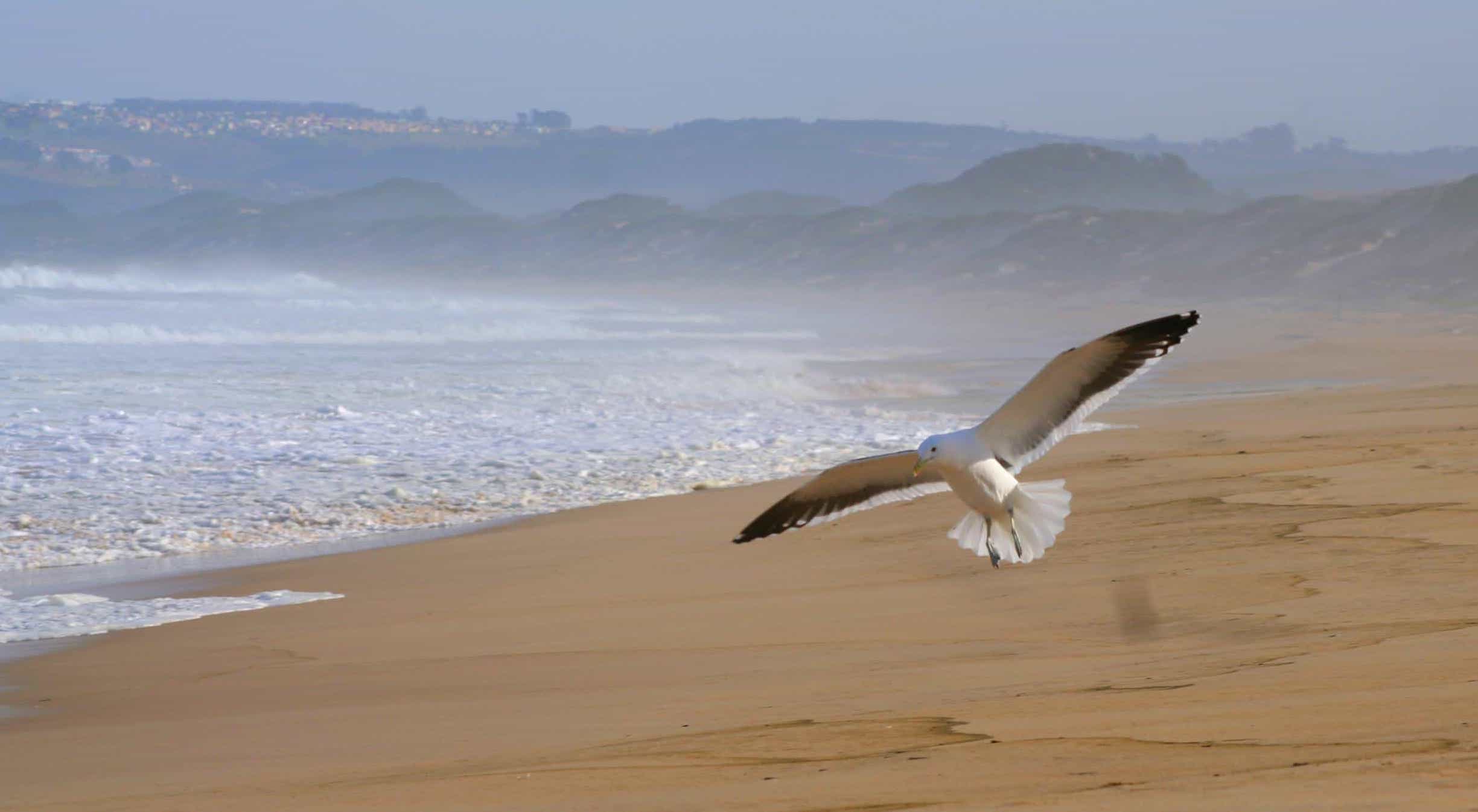 seagull flies over beach at Seagull View